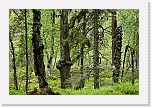 northern taiga_0998 * 800 x 531 * (509KB)